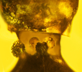 Neck glands in the neck secreted a noxious substance, which the insect used to repel predators. (image: George Poinar, Jr.)